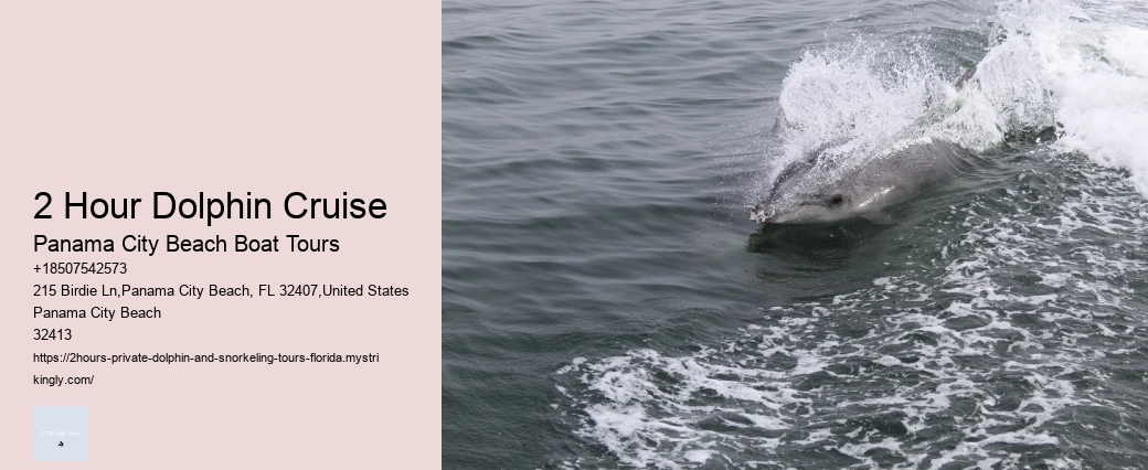 Lighthouse Dolphin Tours