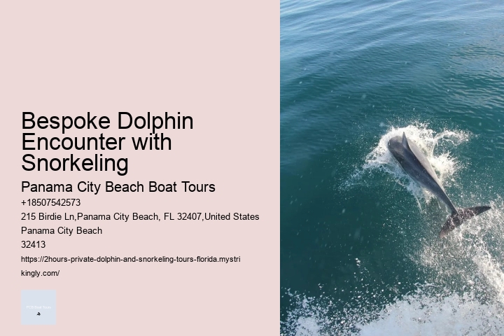 Dolphin And Snorkeling