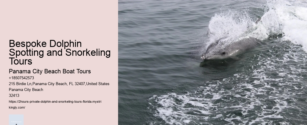 Elite Dolphin Safari with Snorkeling