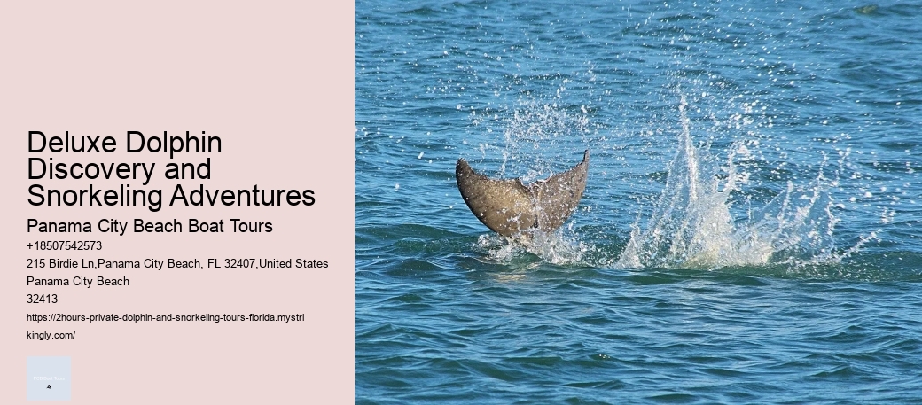 Deluxe Dolphin Discovery and Snorkeling Adventures