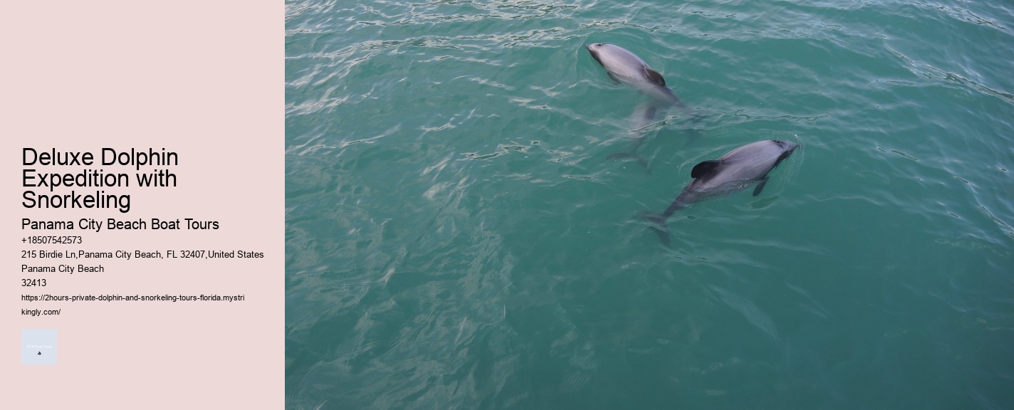 Deluxe Dolphin Expedition with Snorkeling