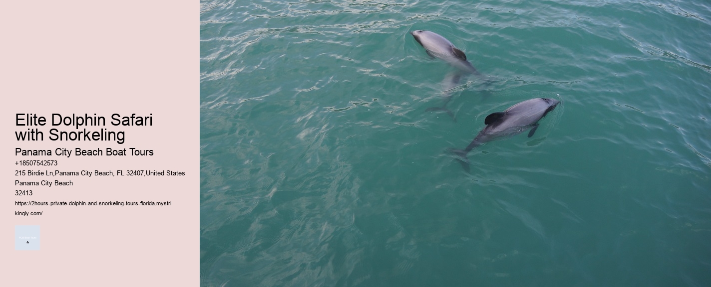 Elite Dolphin Safari with Snorkeling