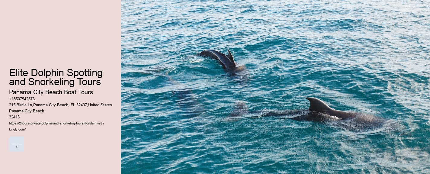 Elite Dolphin Spotting and Snorkeling Tours
