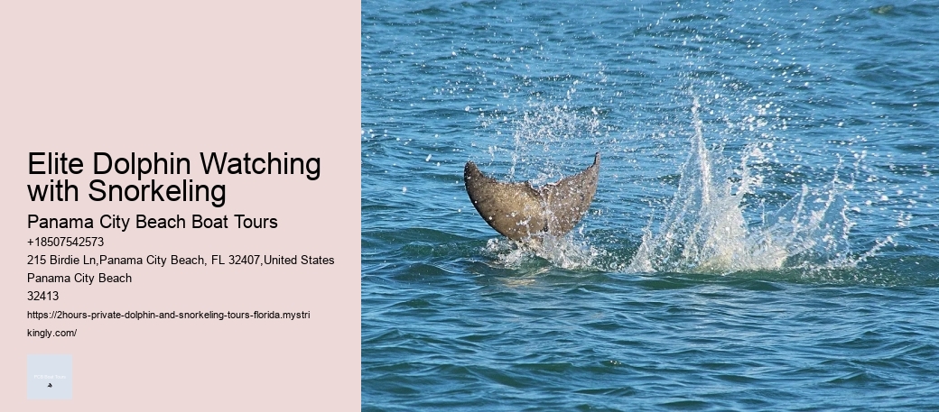 Elite Dolphin Watching with Snorkeling