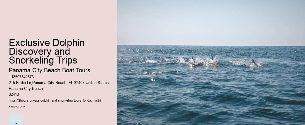 Best Time For Dolphin Watching San Diego