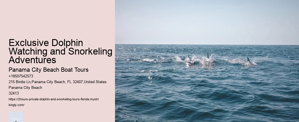 Exclusive Dolphin Watching and Snorkeling Adventures
