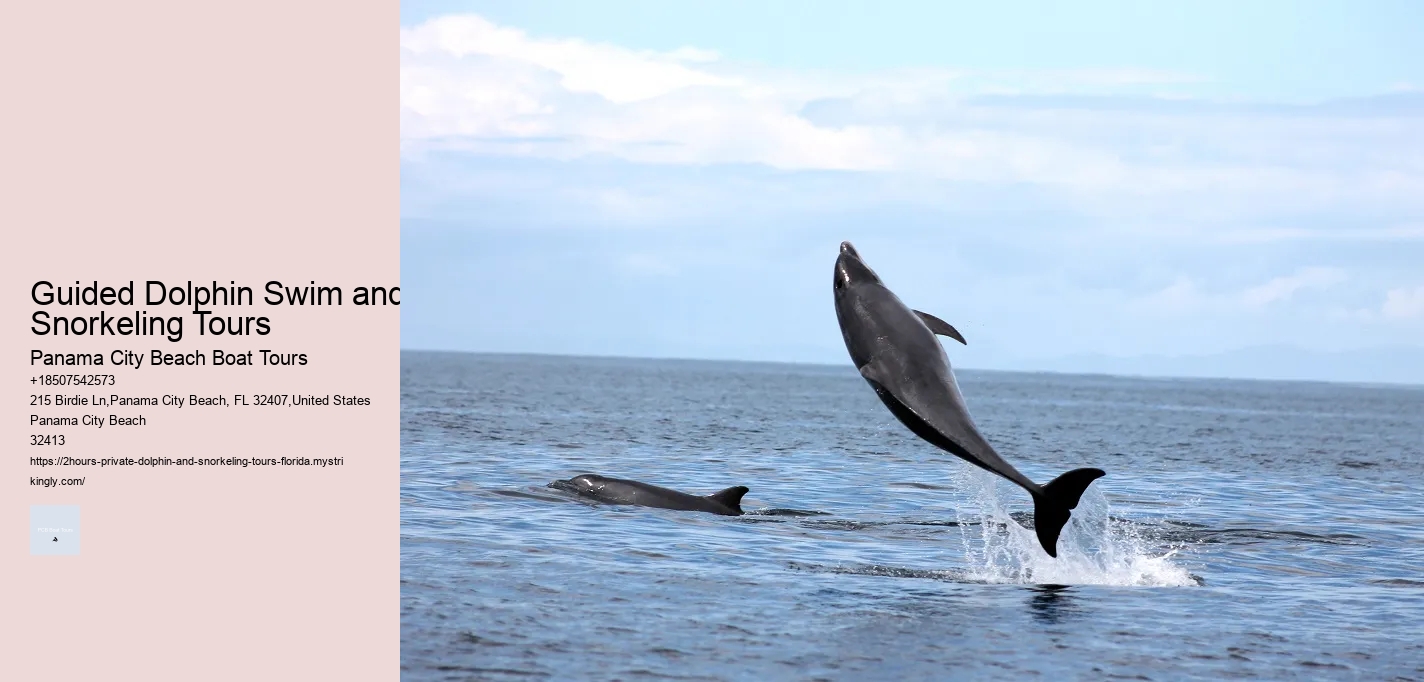 Guided Dolphin Swim and Snorkeling Tours
