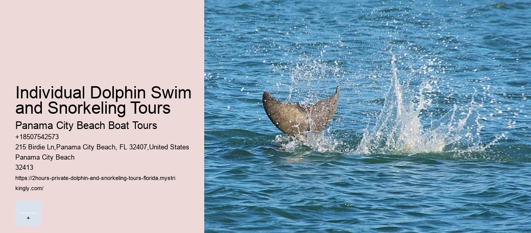 Individual Dolphin Swim and Snorkeling Tours