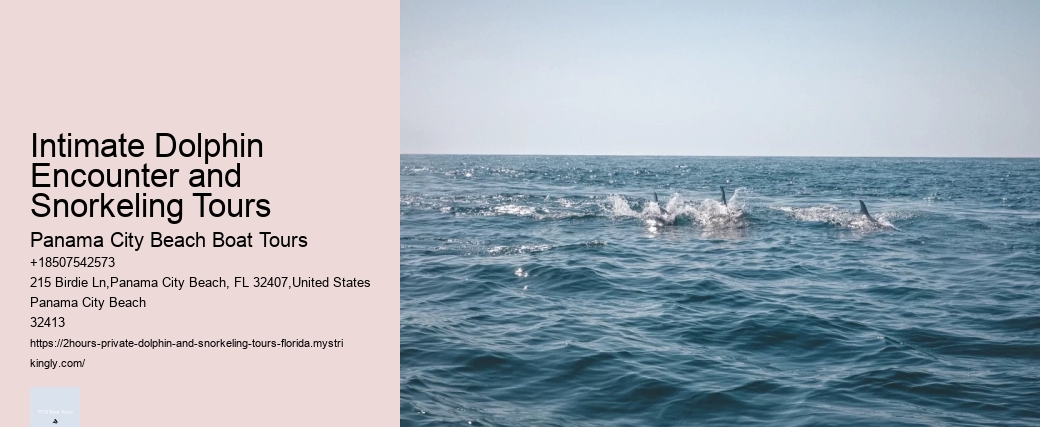 Intimate Dolphin Encounter and Snorkeling Tours