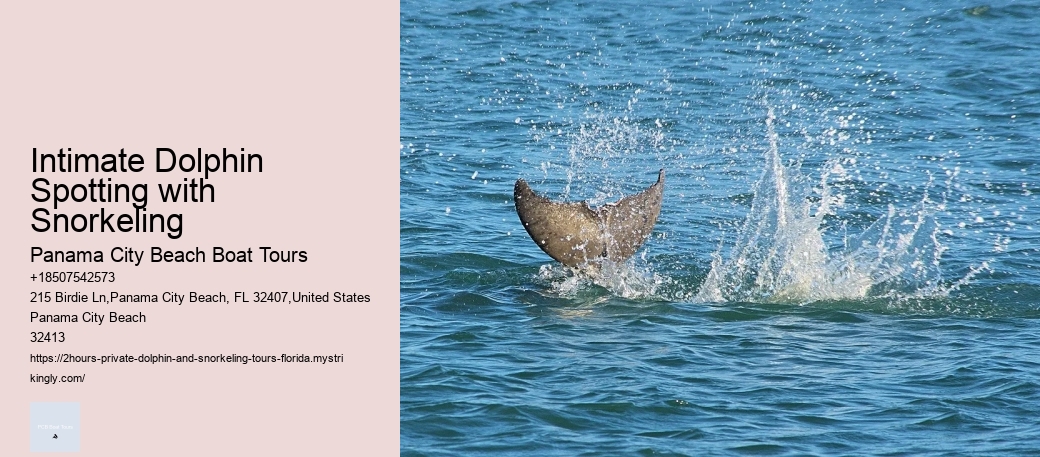 Shell Island Dolphin Tours