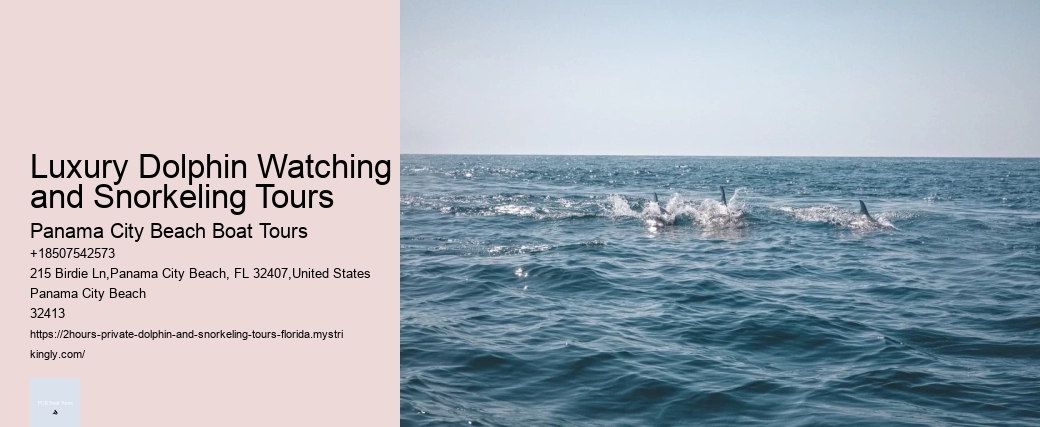 Luxury Dolphin Watching and Snorkeling Tours