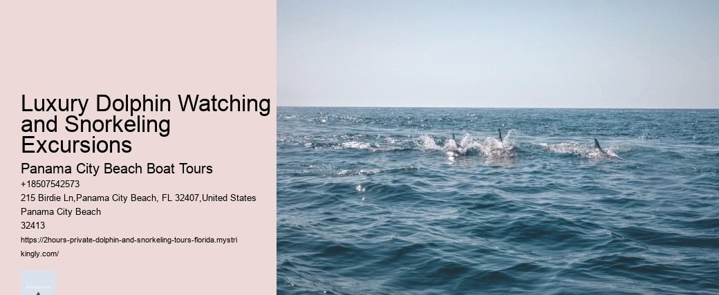 Luxury Dolphin Watching and Snorkeling Excursions