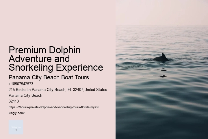 Premium Dolphin Adventure and Snorkeling Experience