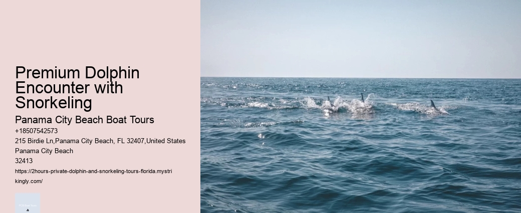 Premium Dolphin Encounter with Snorkeling