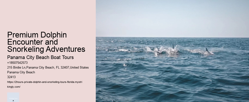 Kaikoura Dolphin Tours