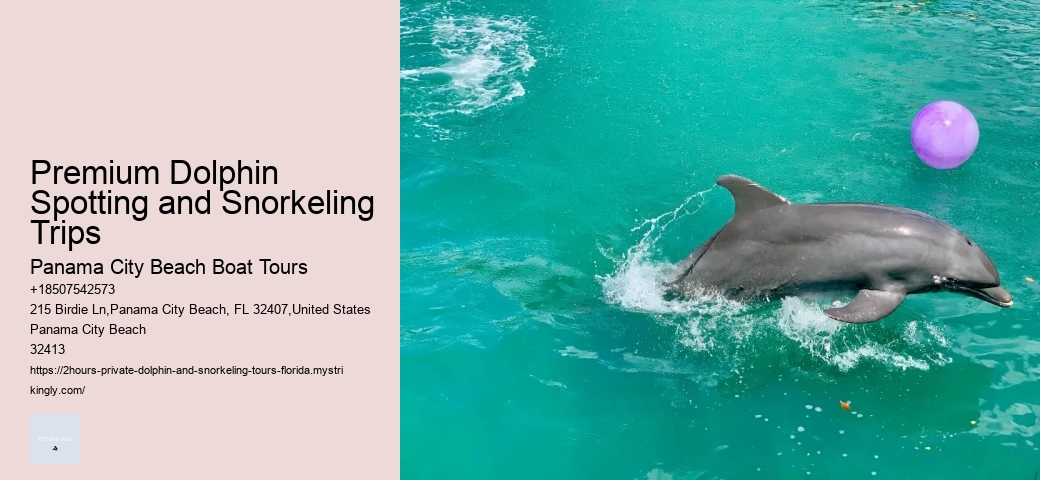 Elite Dolphin Spotting and Snorkeling Tours