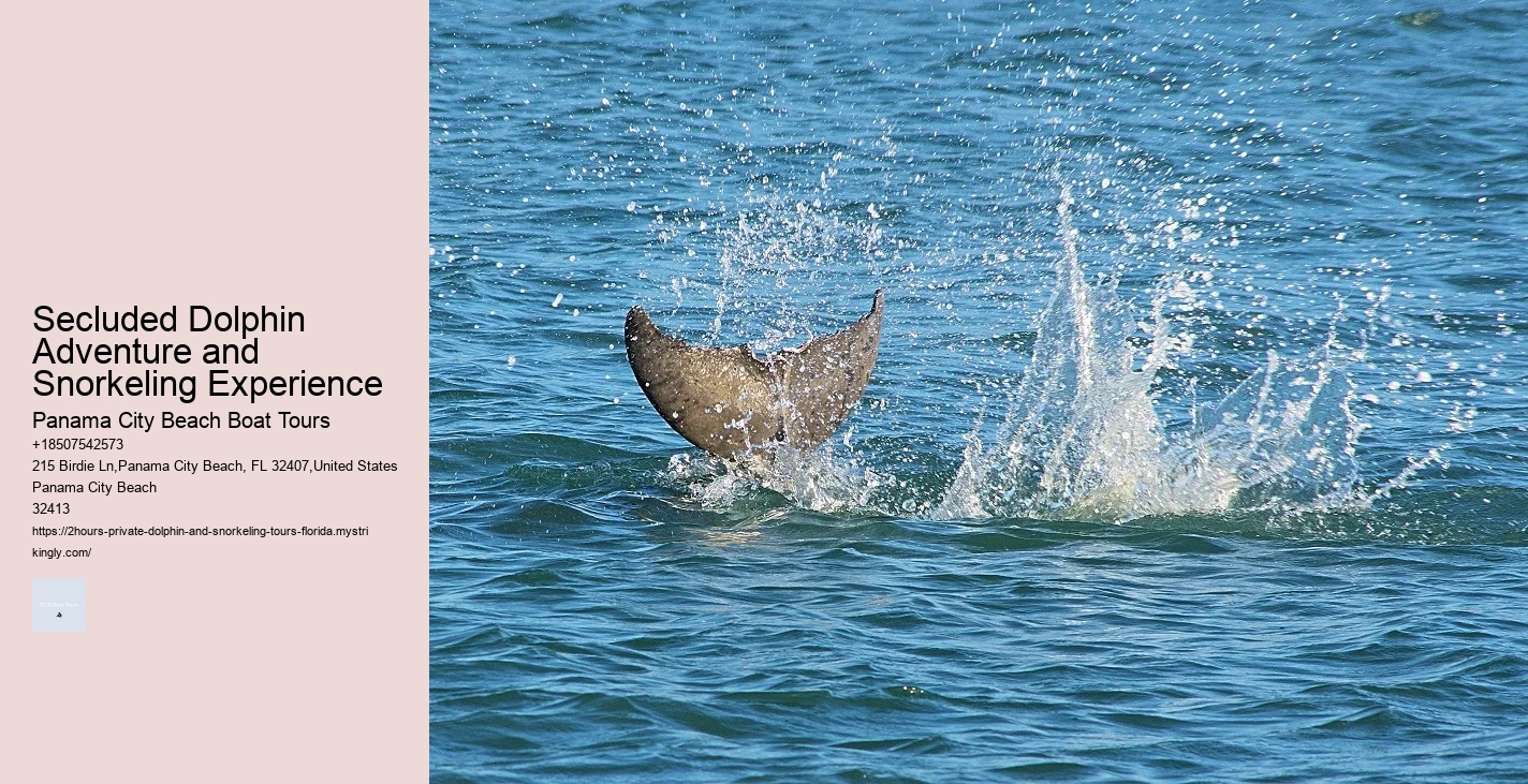 Must-haves For Your Dolphin Cruise