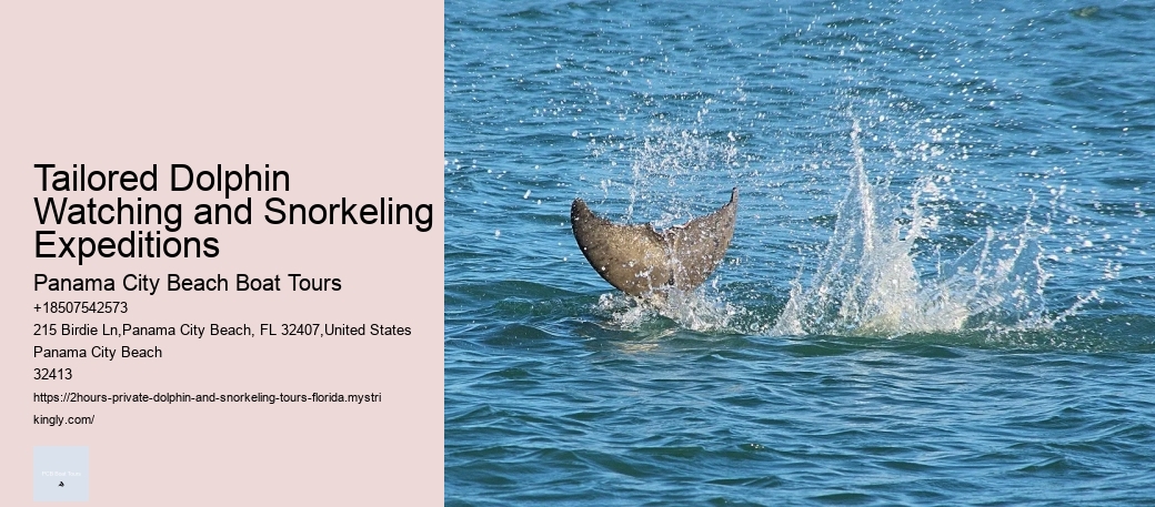 Can You Swim With Dolphins In Playa Del Carmen