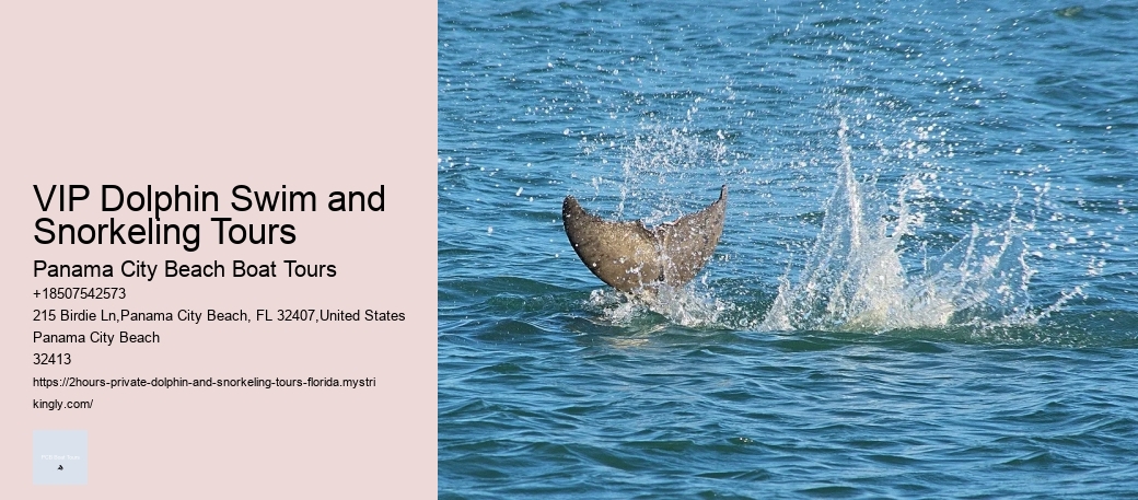 VIP Dolphin Swim and Snorkeling Tours